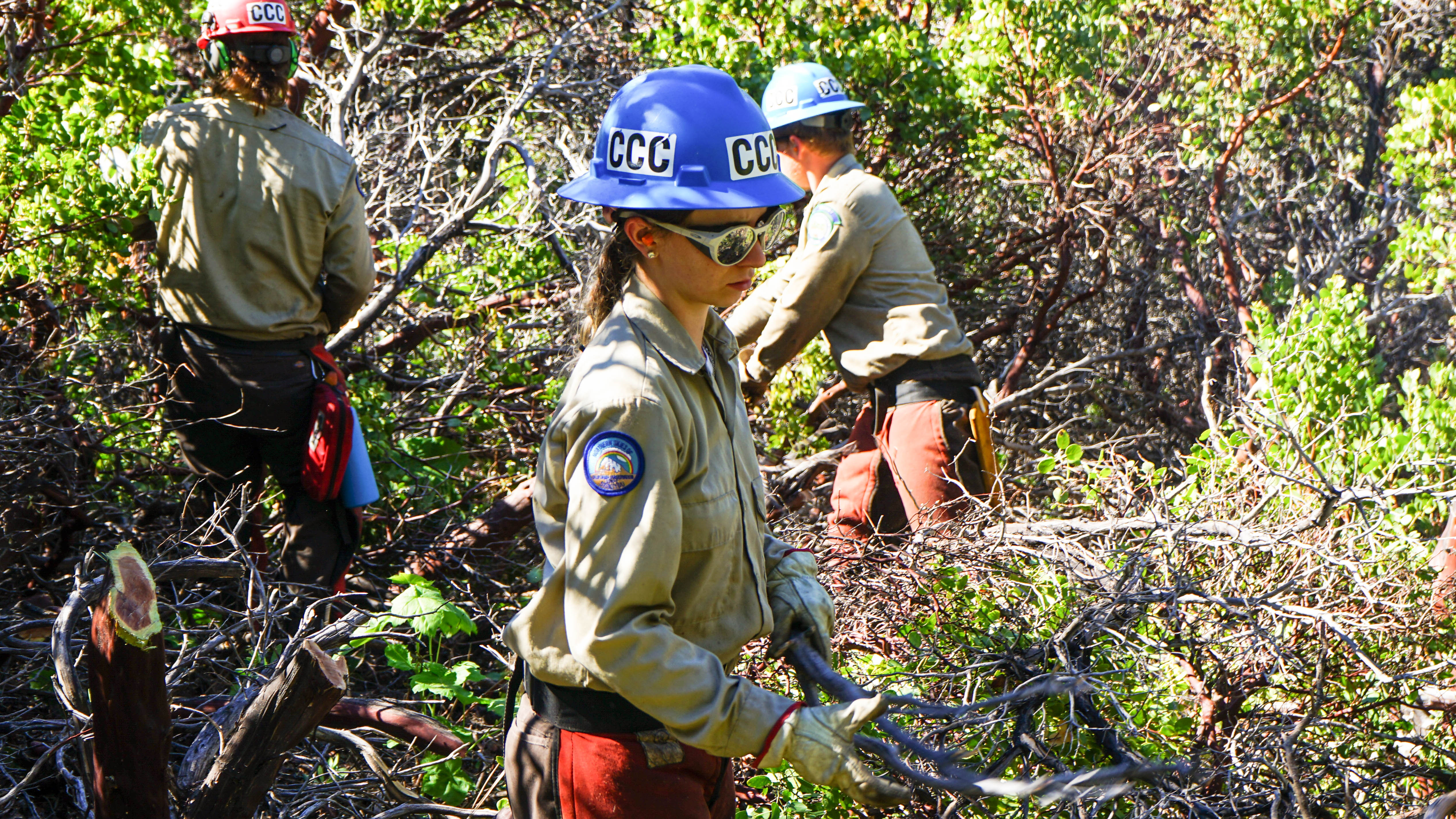 woman in uniform tossing tree branches in thicket