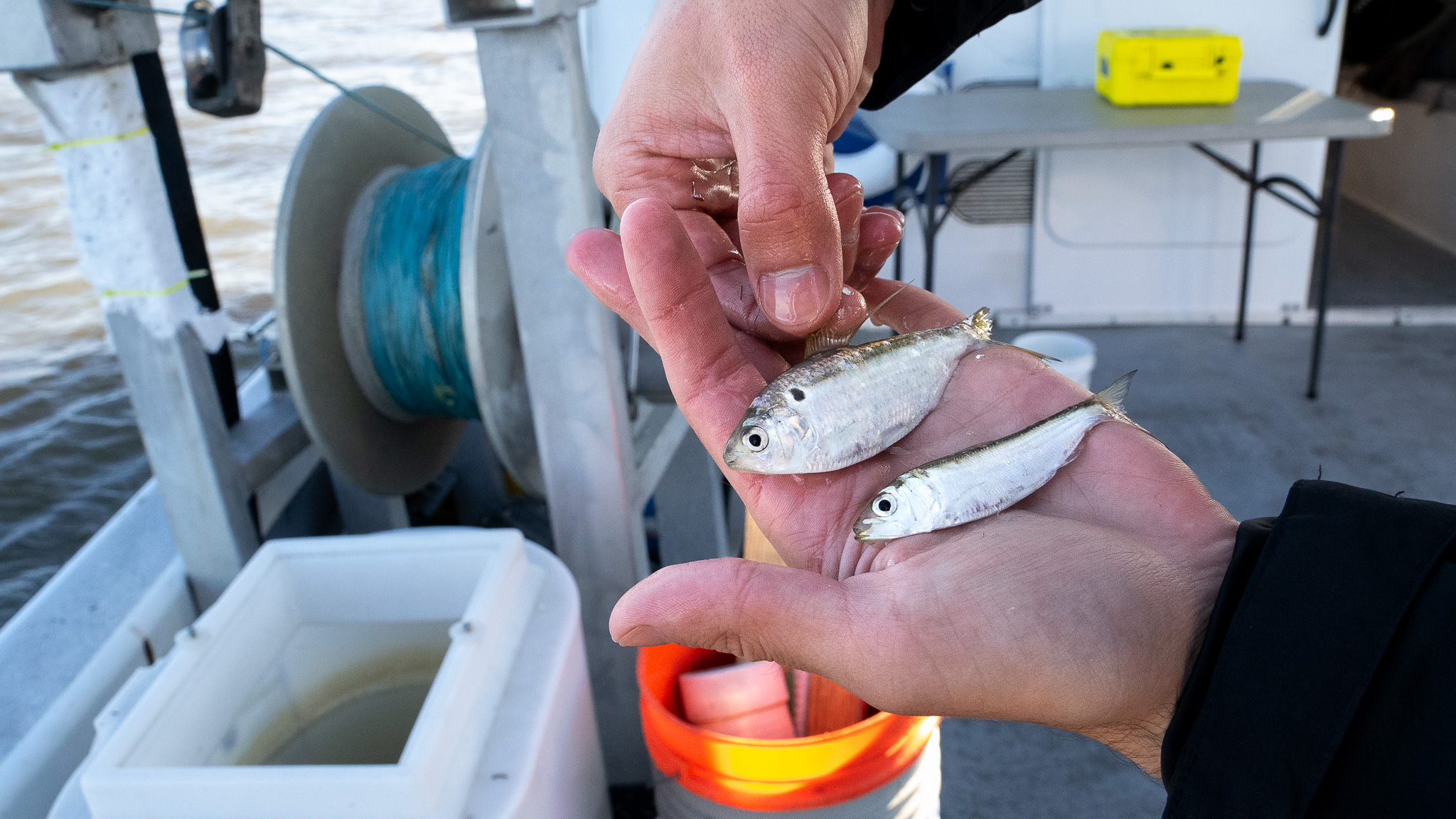 Josafat Ismael Alvarez III holds a Threadfin shad (top) and American shad (bottom)..