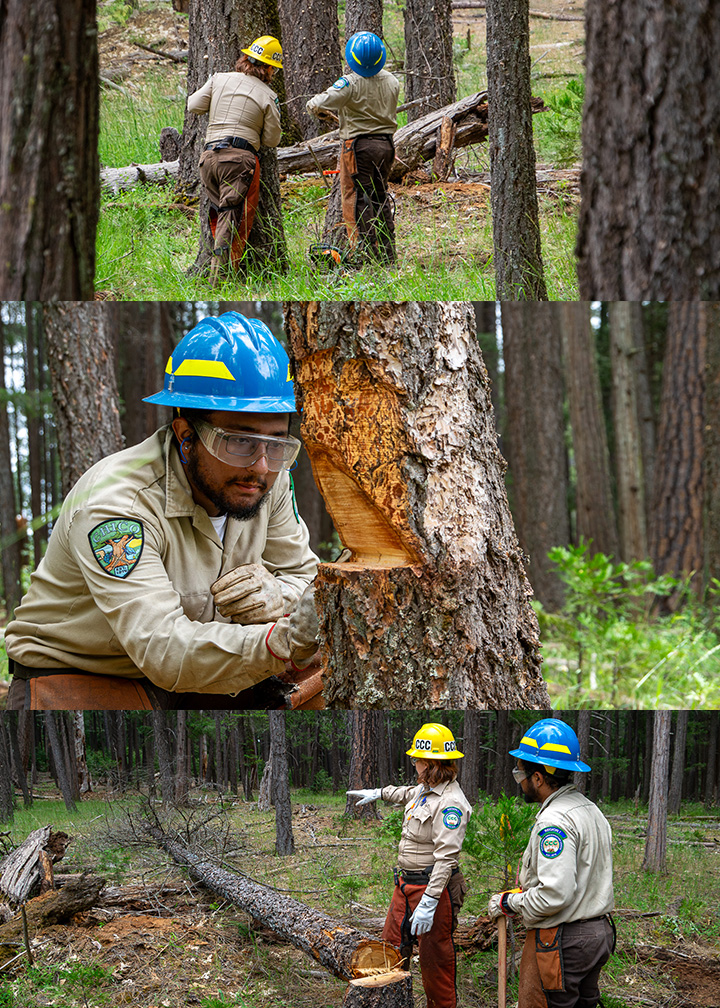 CCC Chico Corpsmember learns how to fell a tree, inspects a face cut. 