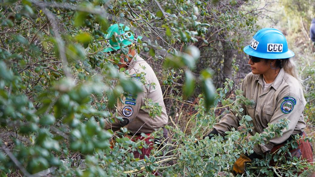 female on right pulling cut tree limbs while mail obscured by branches uses chain saw