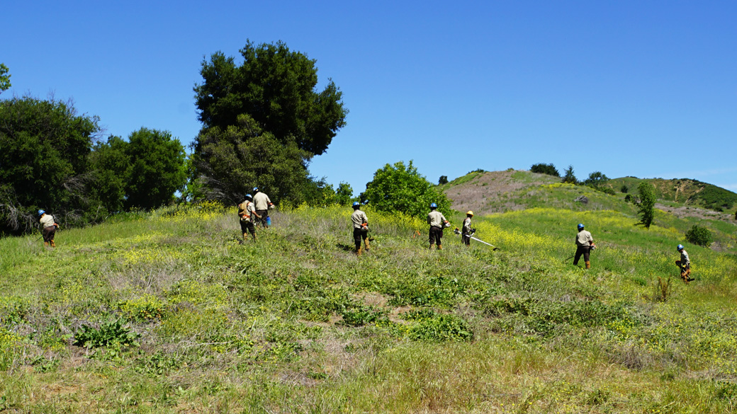 Corpsmembers spread out over hill cutting with weedwackers.