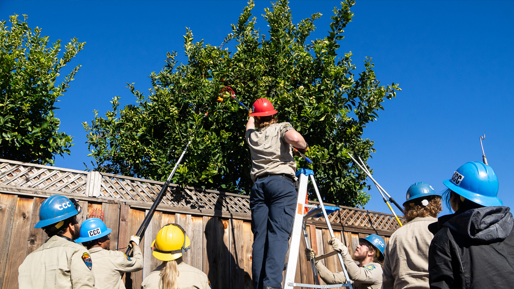 corpsmembers standing around and on ladder using poles to reach into a tree