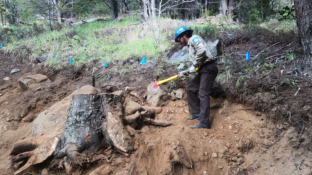 male holding axe with giant root ball nearby