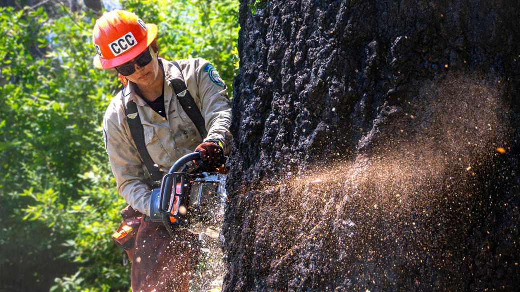 female holding chain saw cutting into large tree